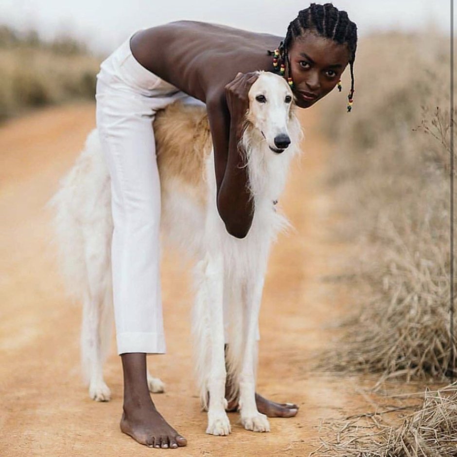 Левретка и русская псовая борзая