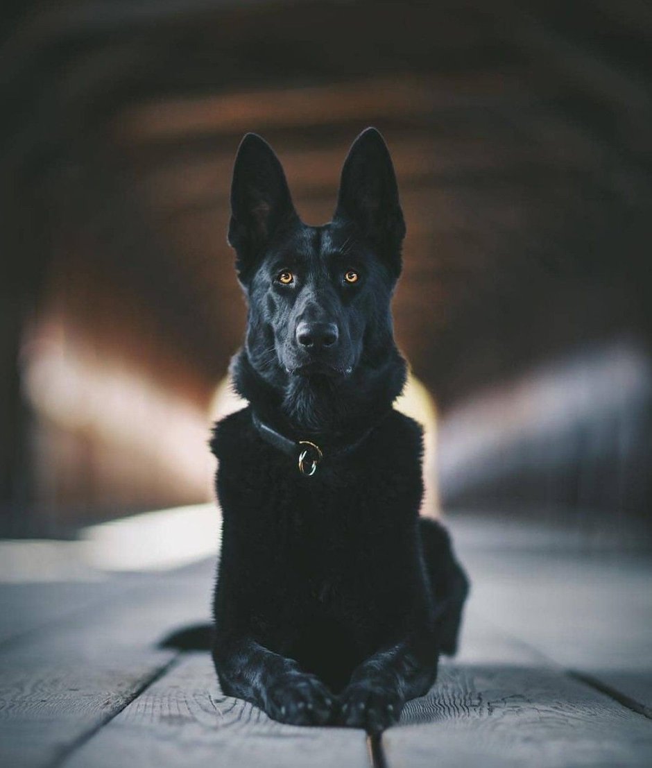 Чёрная немецкая овчарка Эстетика