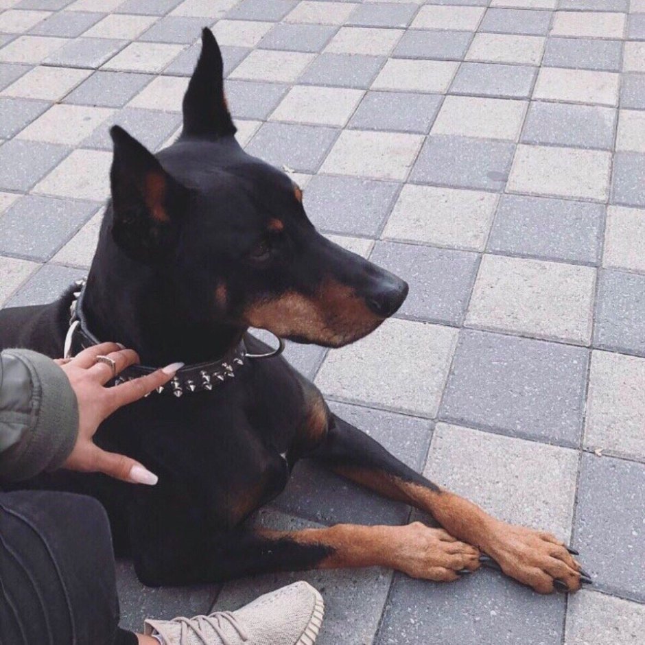 Доберман Эстетика