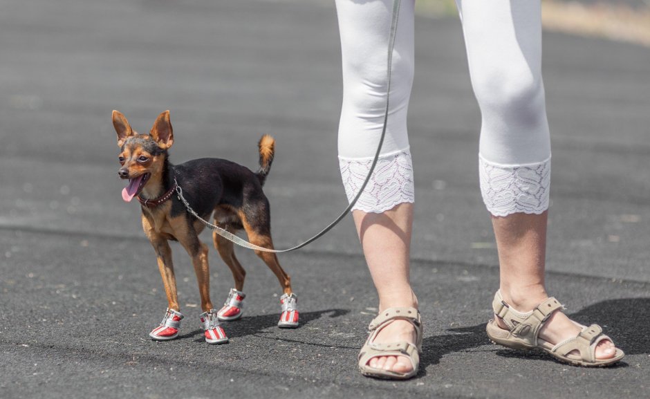 Маленькие собаки с тонкими ногами