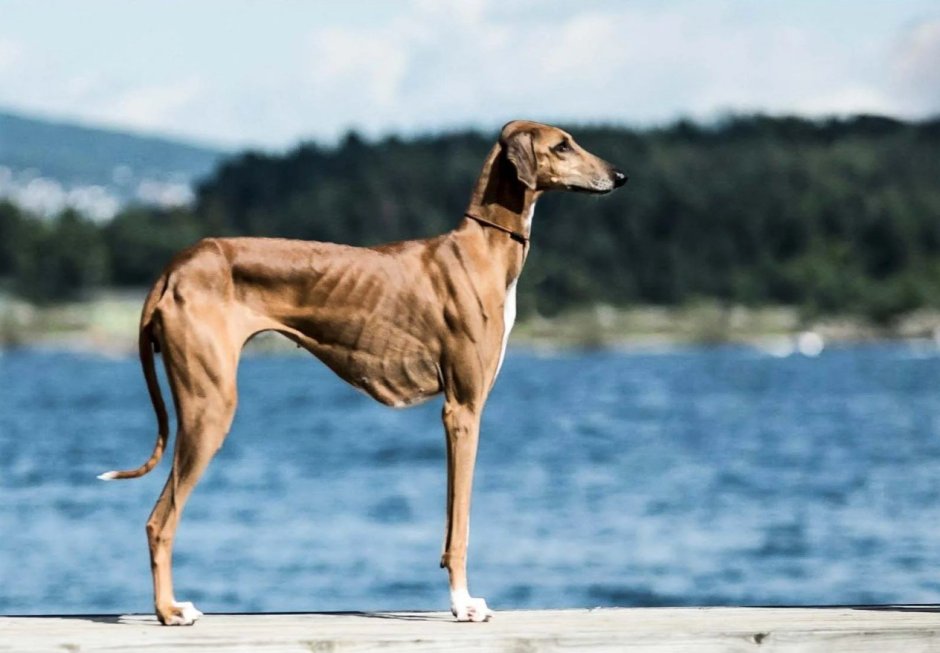 Собака гончая Азавак
