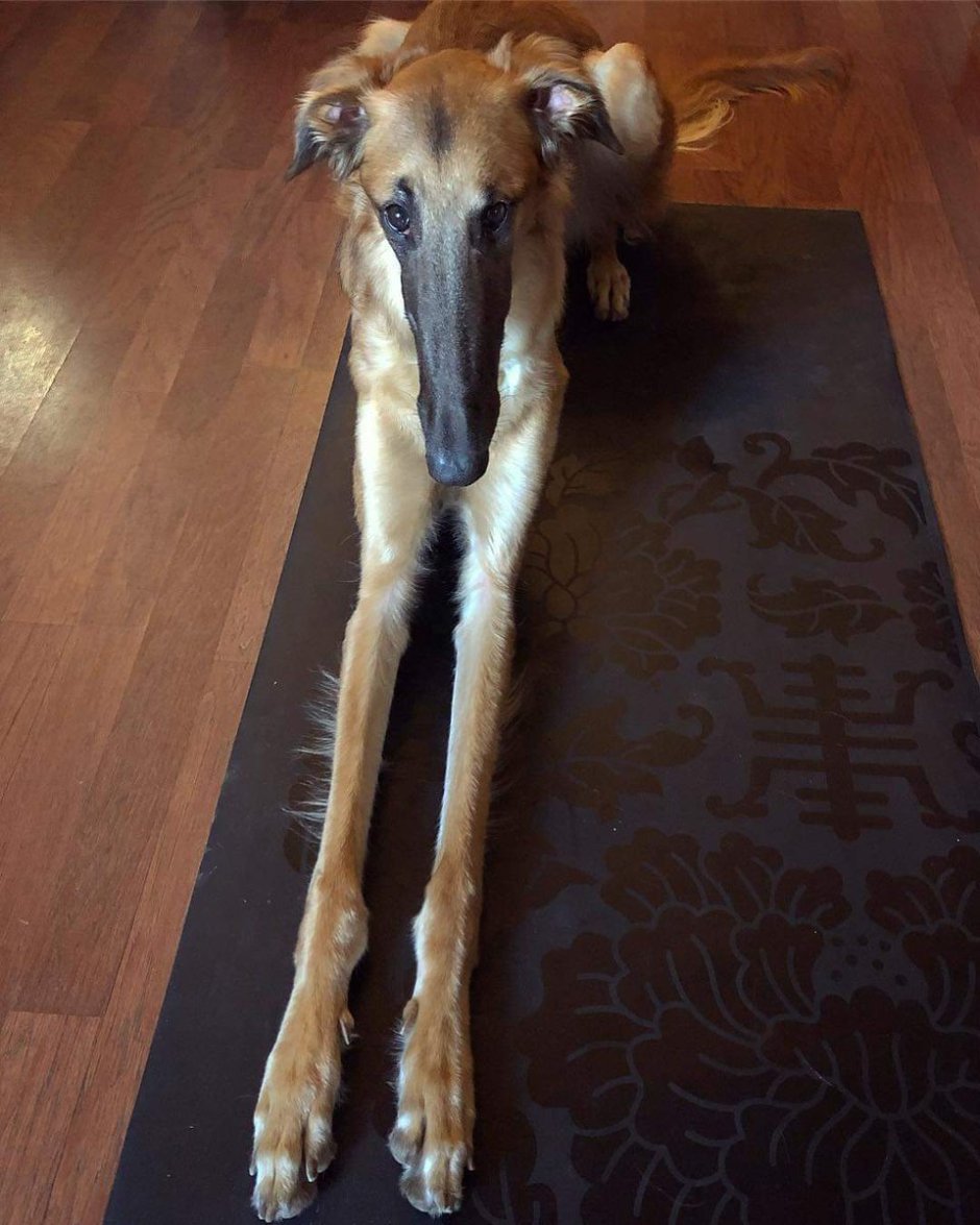 Худая собака на длинных ногах