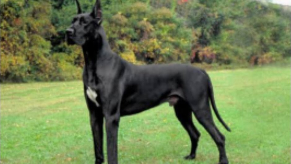 Королевский дог высота в холке