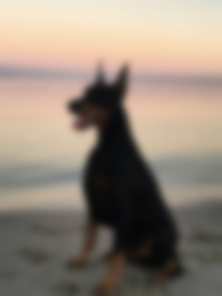 Доберман и овчарка