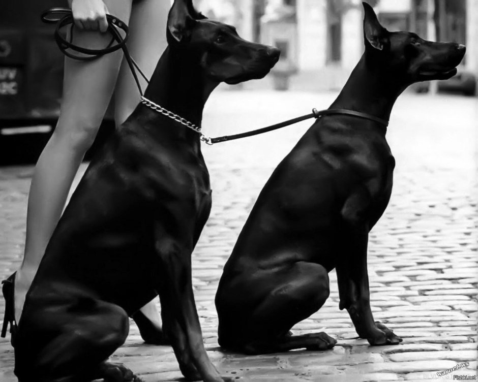 Доберманы Эстетика Баленсиага