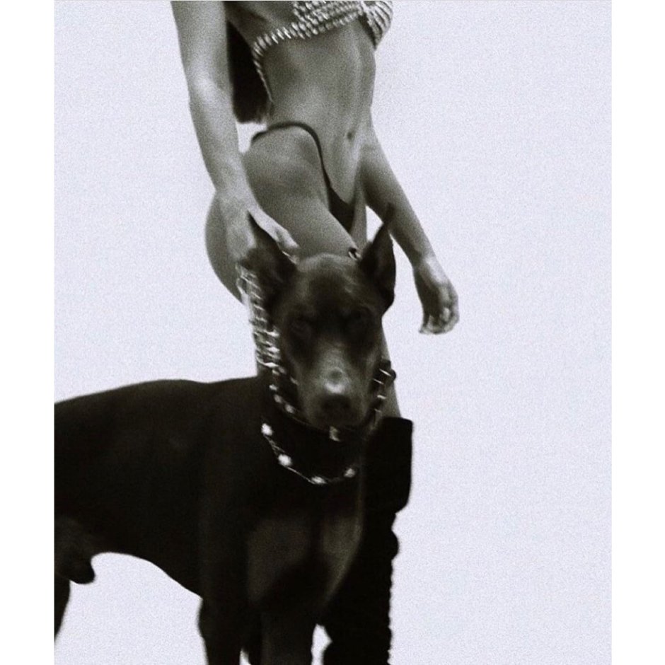 Доберман Black aesthetic