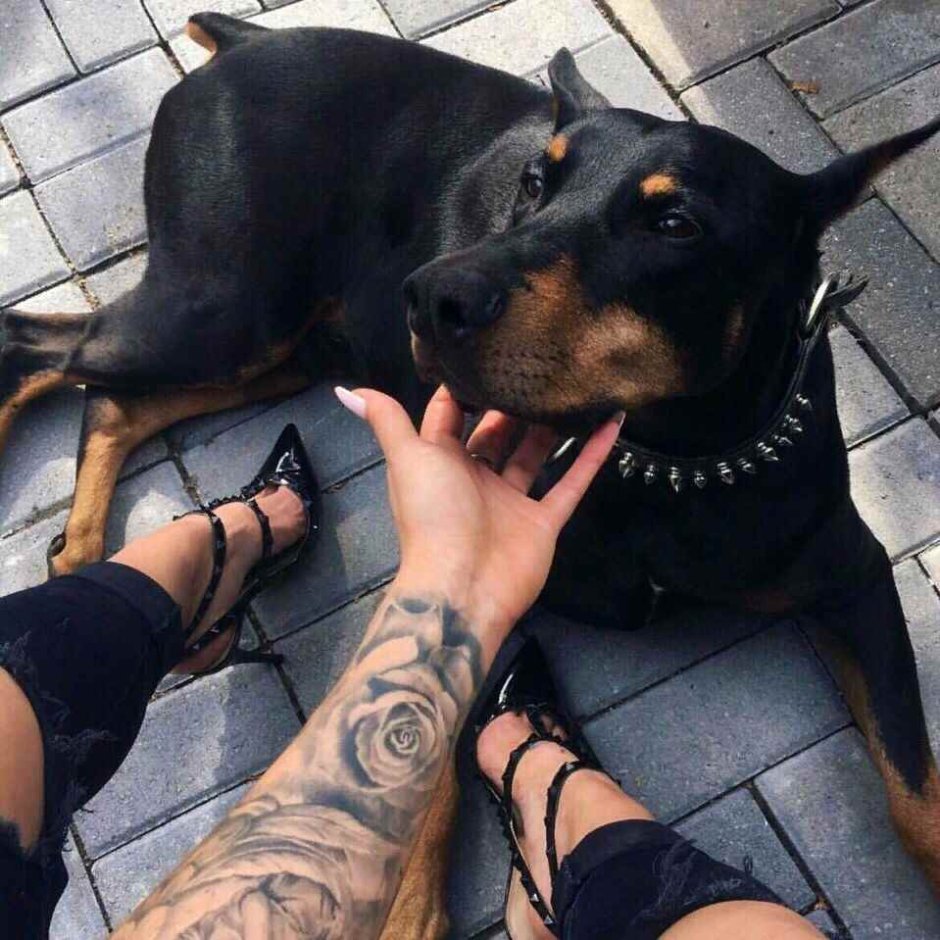 Доберман Black aesthetic