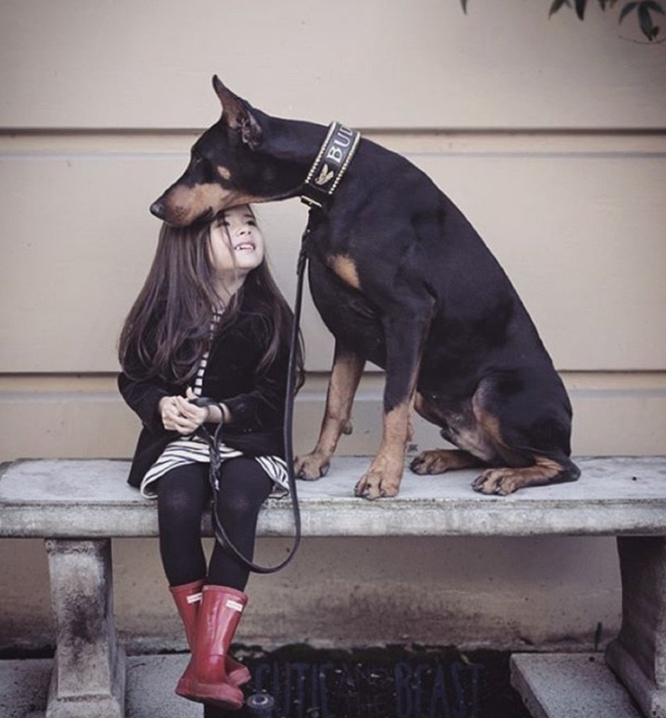 Доберман девочка