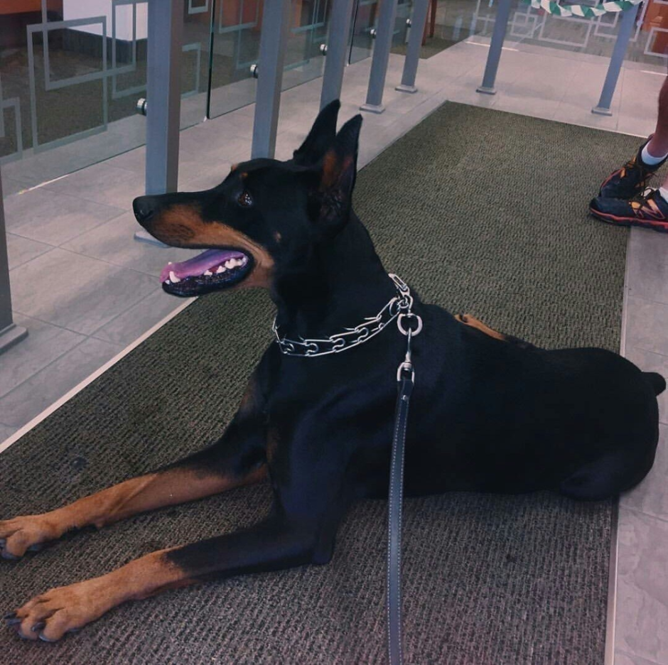 Доберман оффник