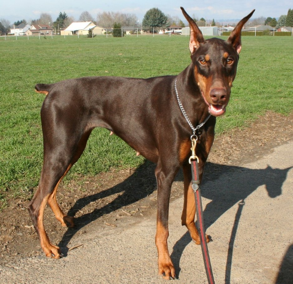 Доберман-пинчер шоколадный