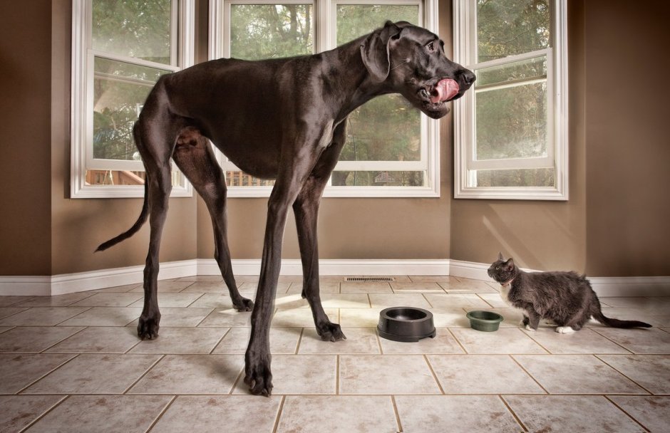 Королевский дог Зевс