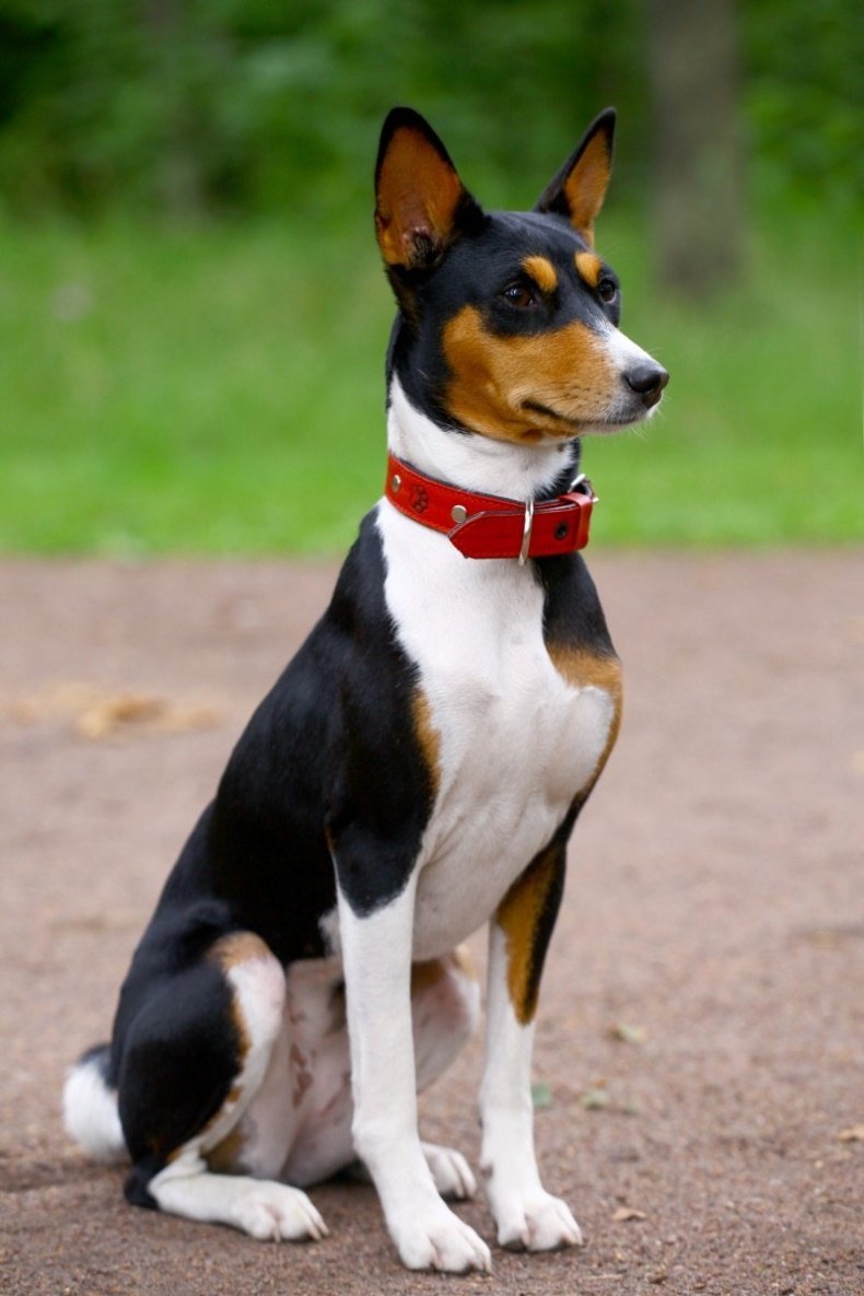 Басенджи метис порода