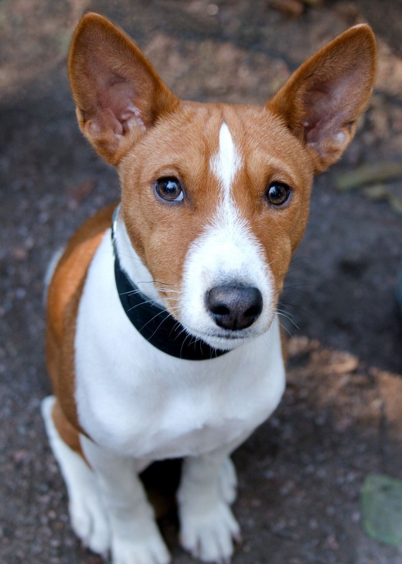 Басенджи терьер