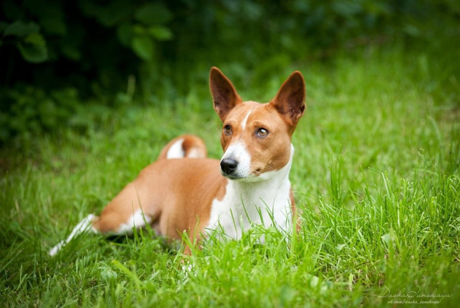 Бигль и басенджи