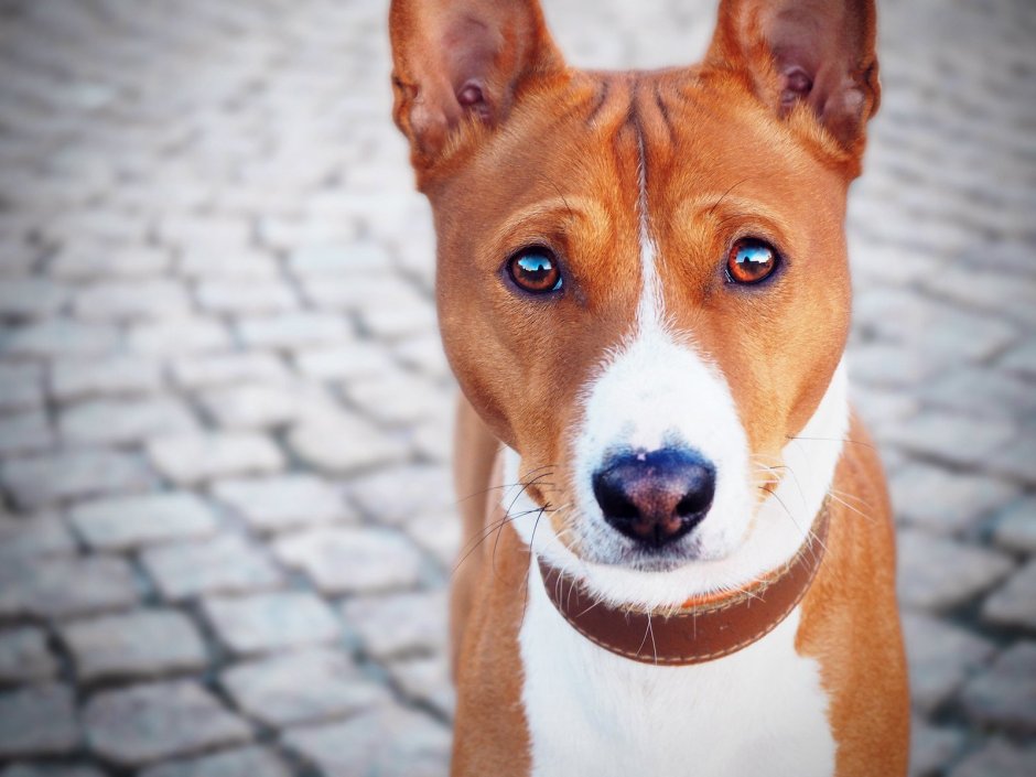 Порода собак басенджи