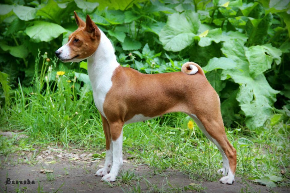 Африканский басенджи