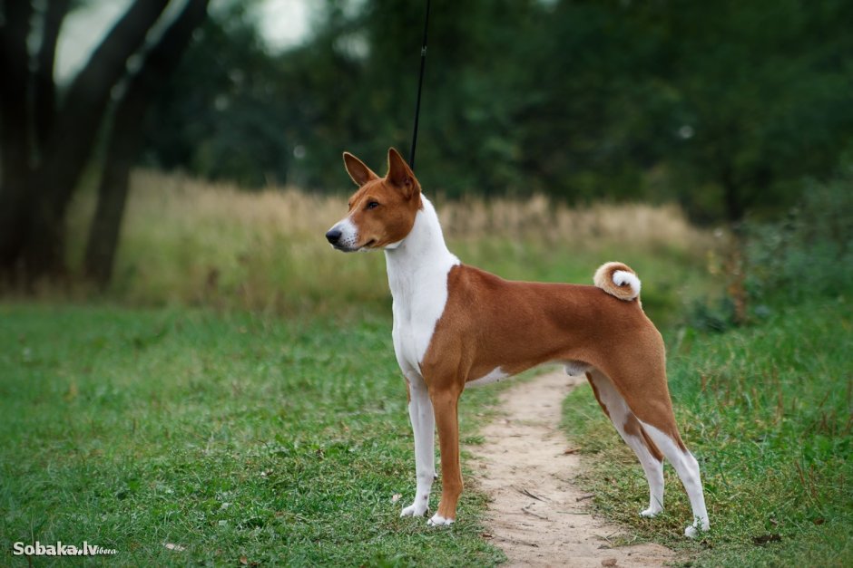 Басенджи Африканская нелающая