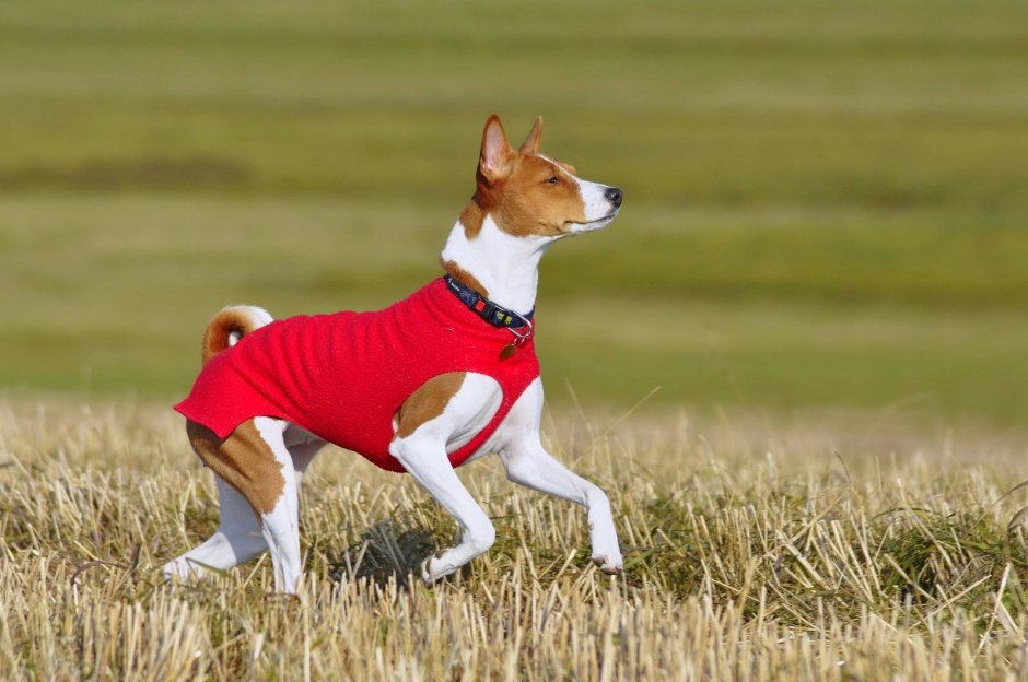 Басенджи собака