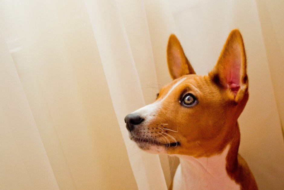 Басенджи экстерьер