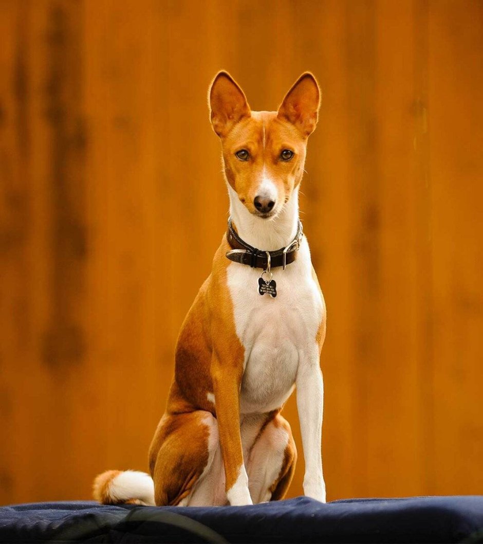 Басенджи Африканская нелающая