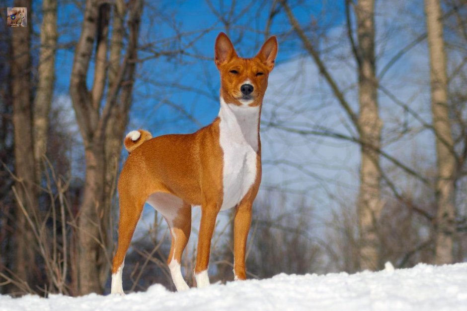 Порода собак басенджи