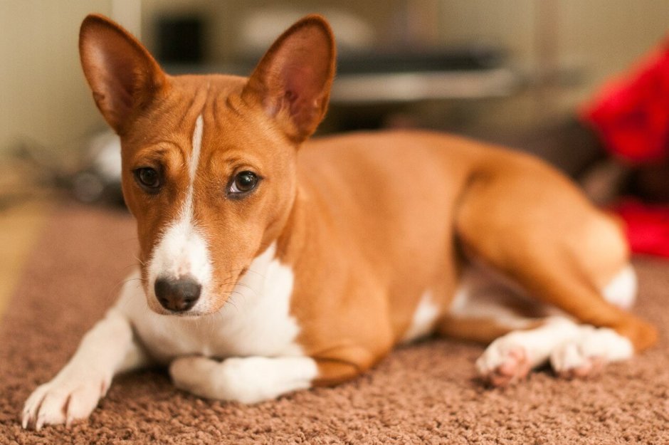 Басенджи Африканская нелающая