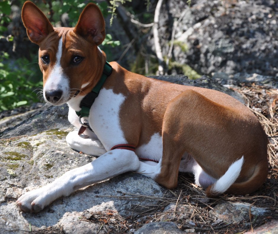 Фараонова собака и басенджи