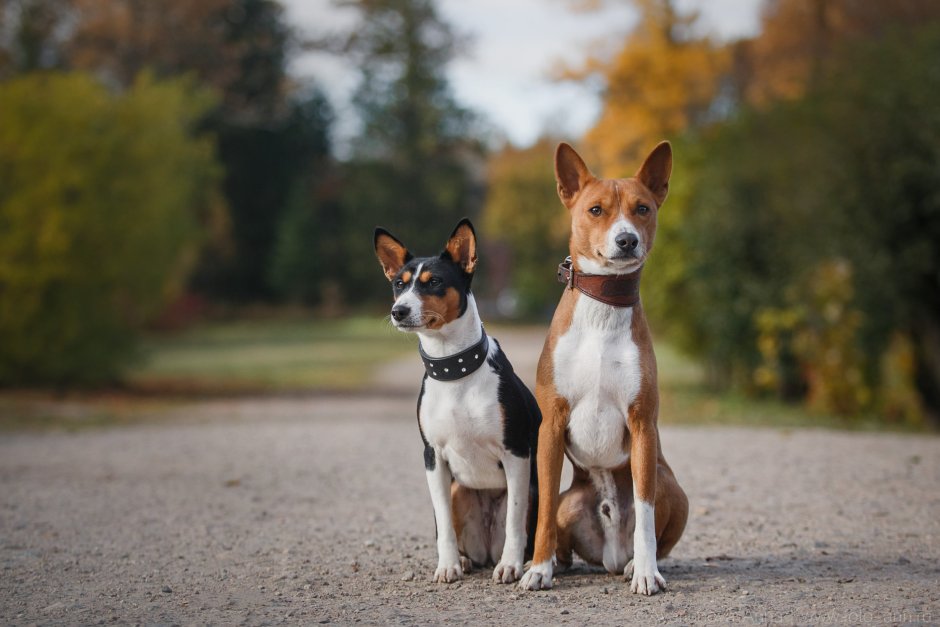 Африканский басенджи