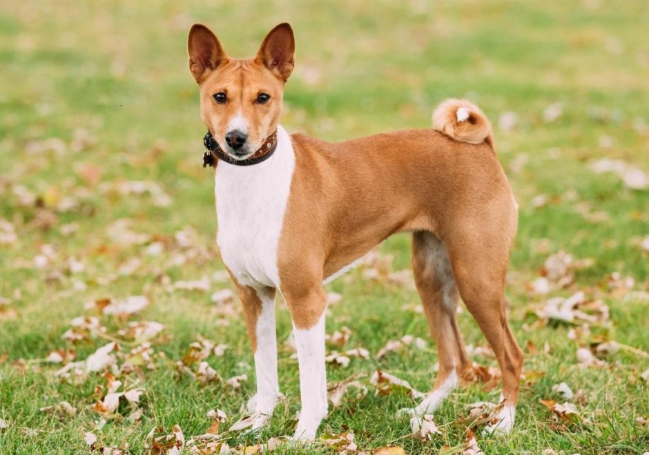 Нелающая собака басенджи