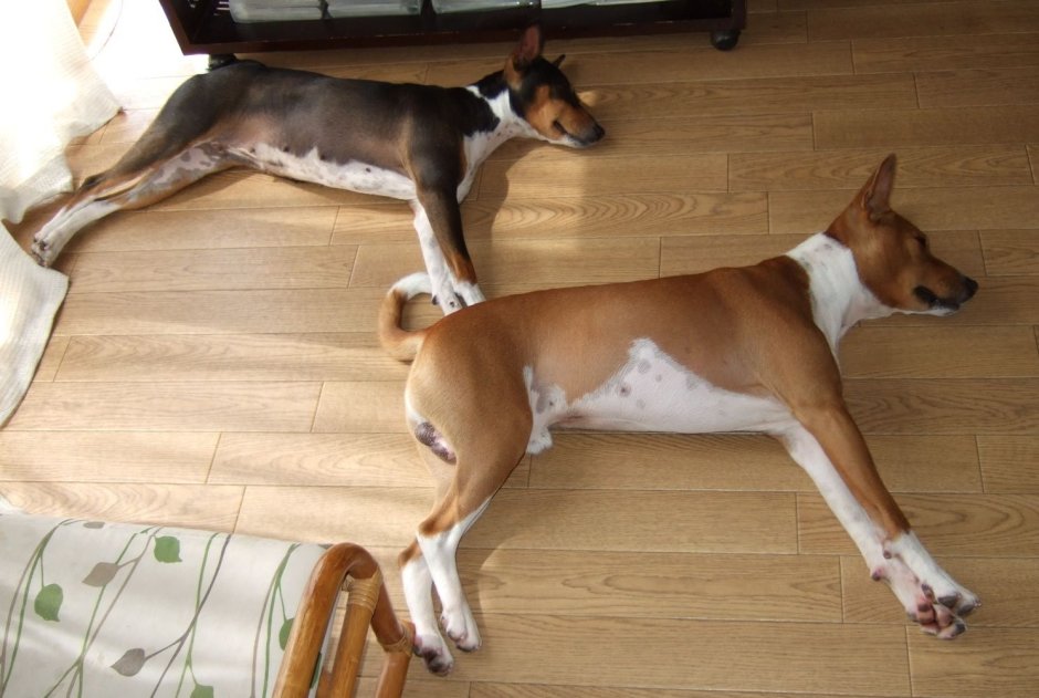 Порода собак басенджи