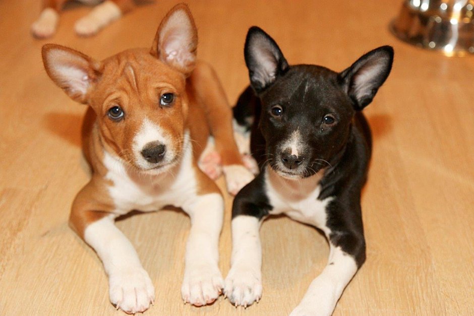 Басенджи собака