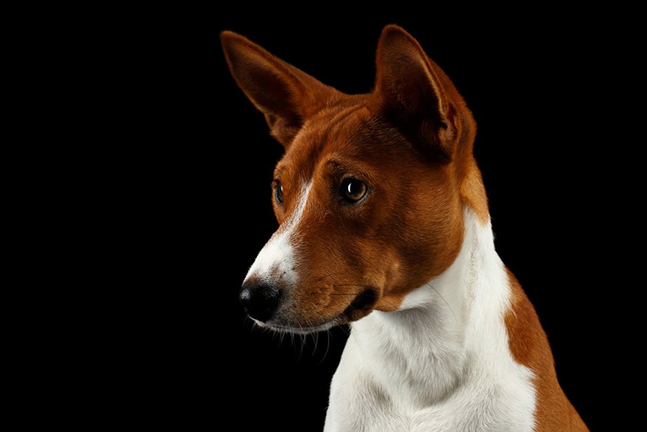 Порода собак басенджи