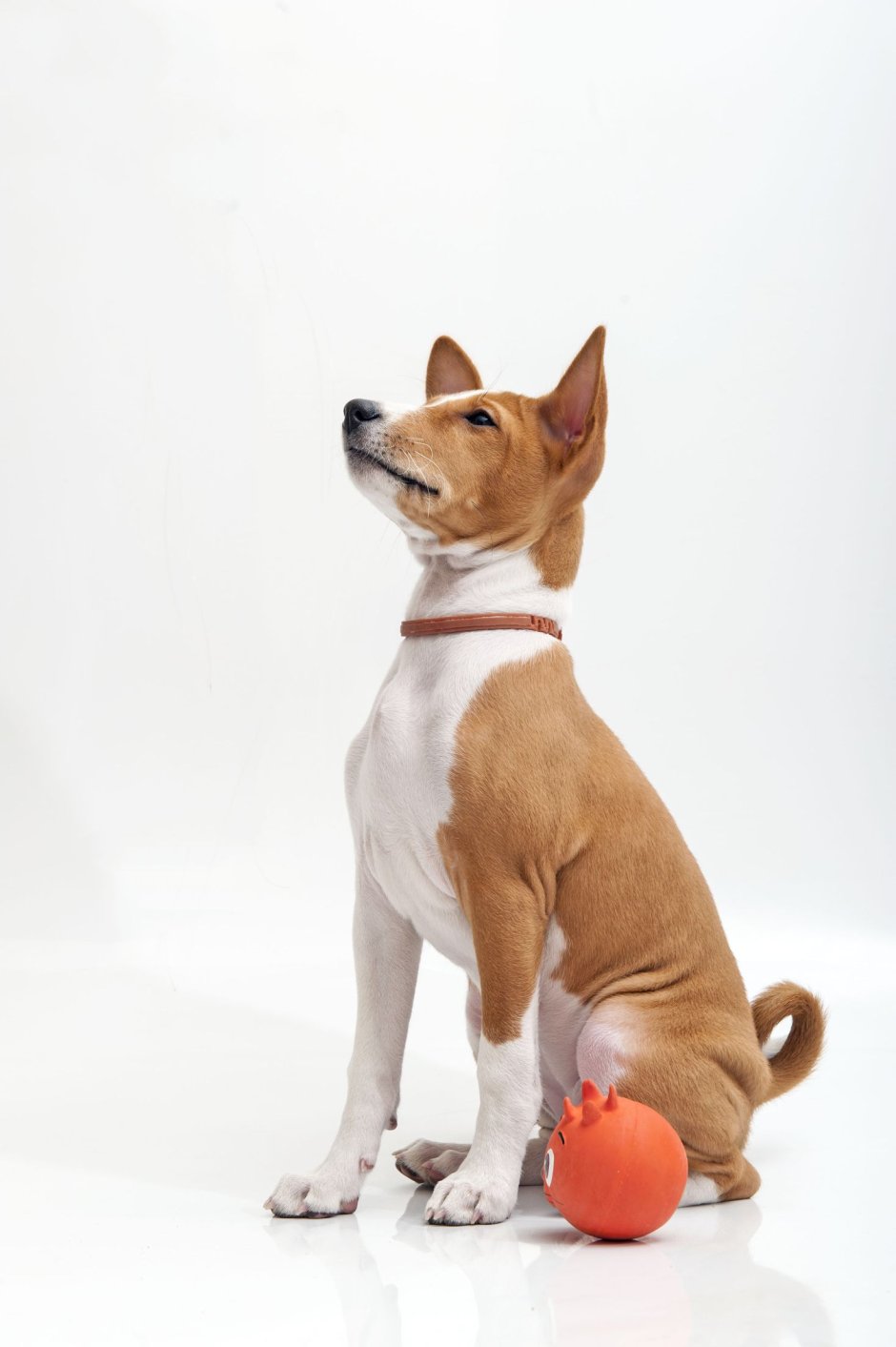 Порода собак басенджи