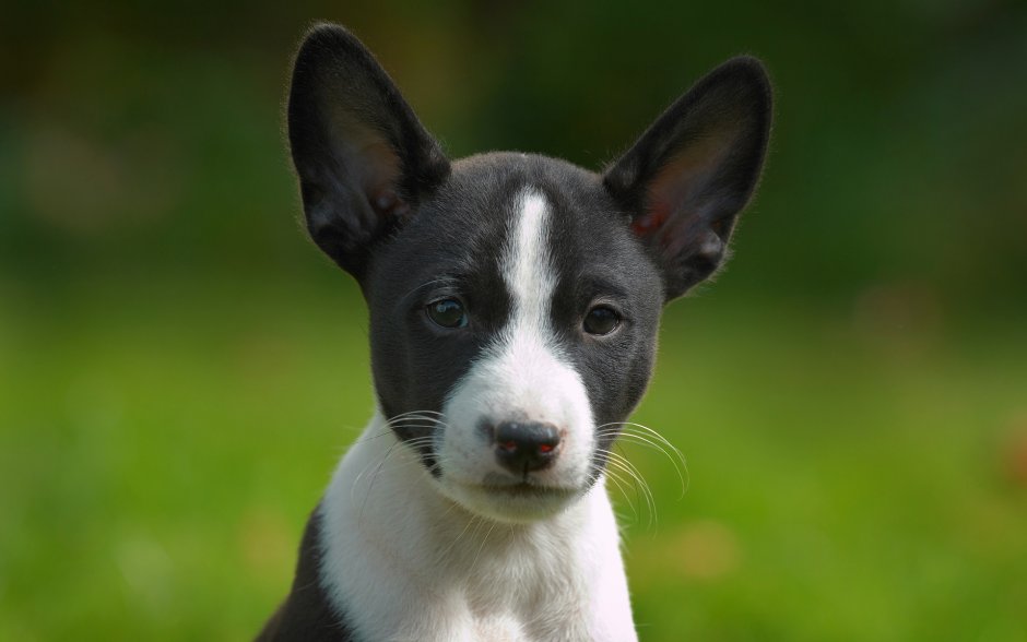 Африканская собака басенджи