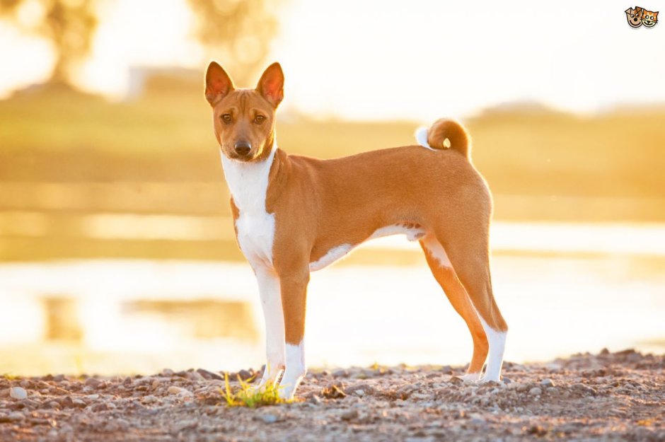 Basenji Puppies