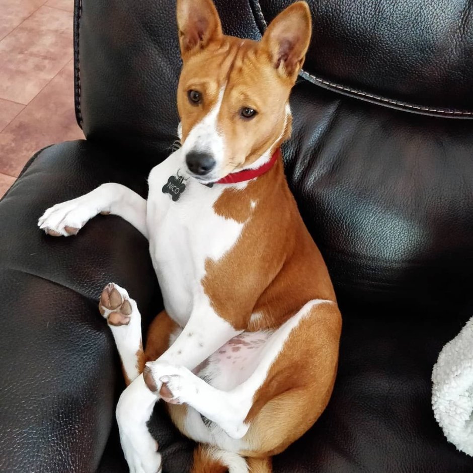 Басенджи собака кутенок