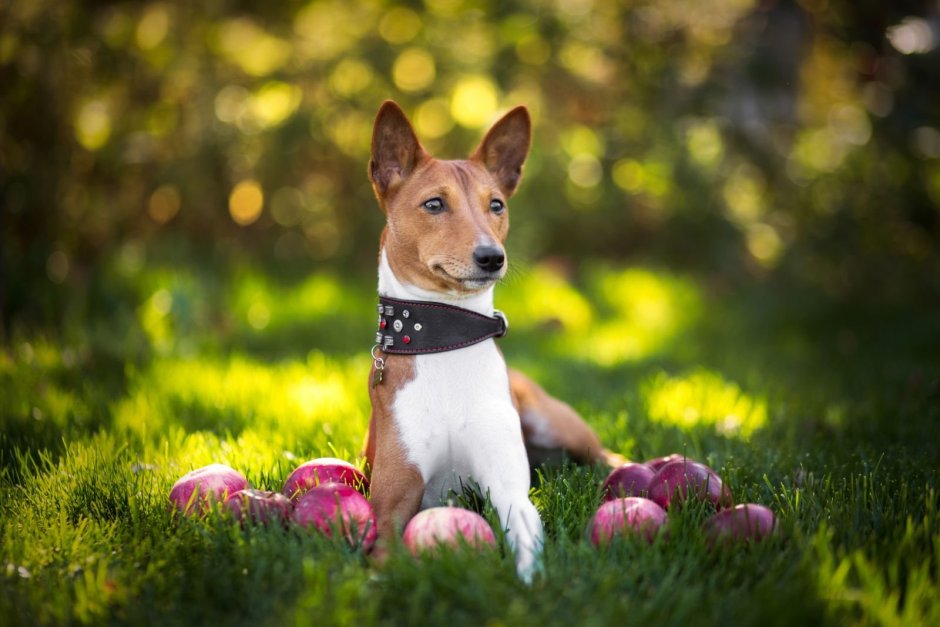 Порода басенджи