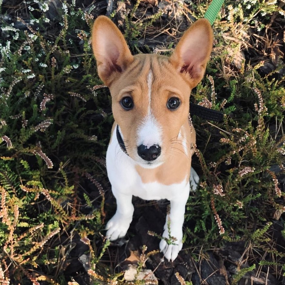 Собака молчун басенджи