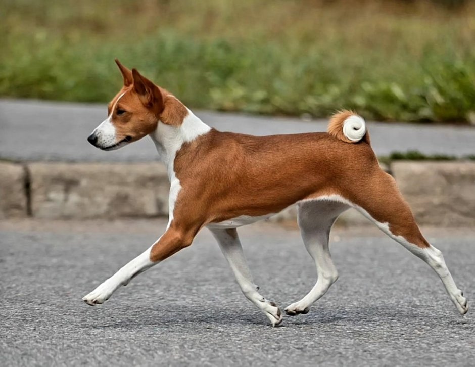 Порода собак басенджи