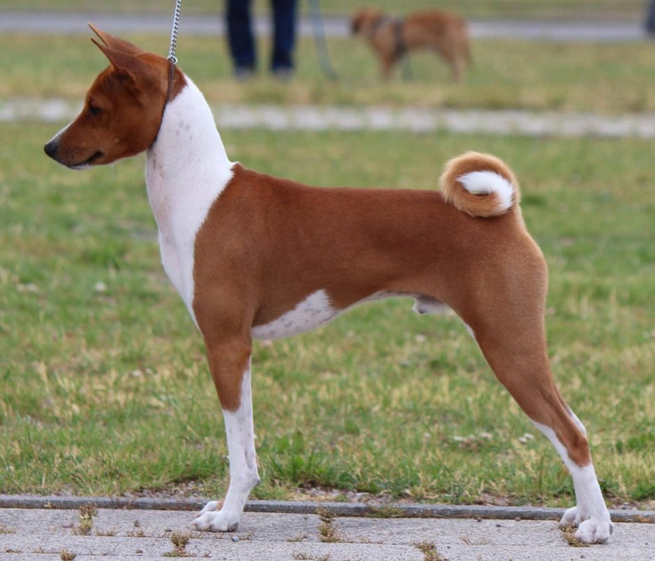 Басенджи собака