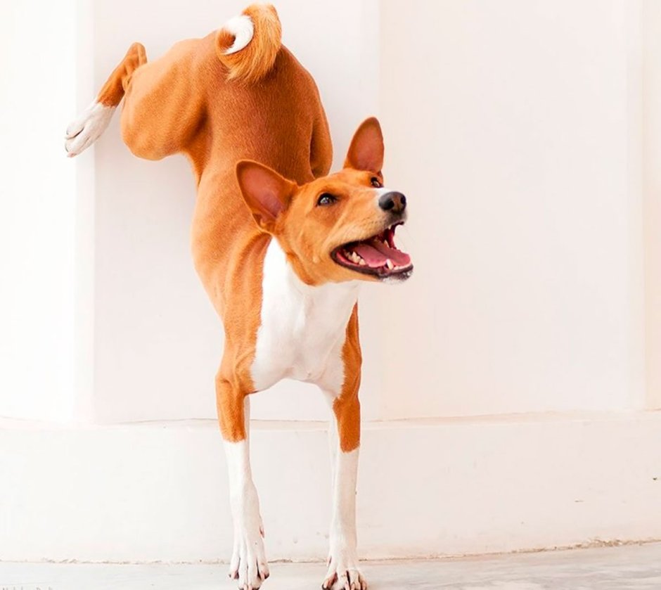 Басенджи собака