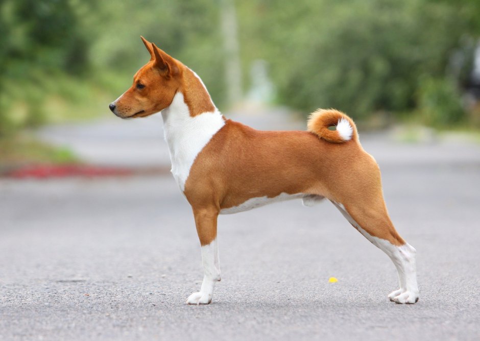 Египетская нелающая собака басенджи