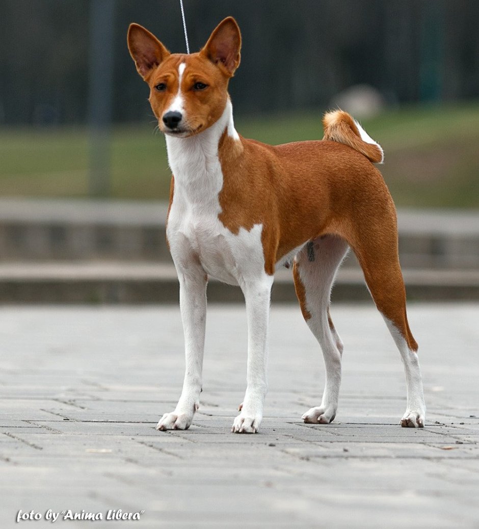 Басенджи в профиль