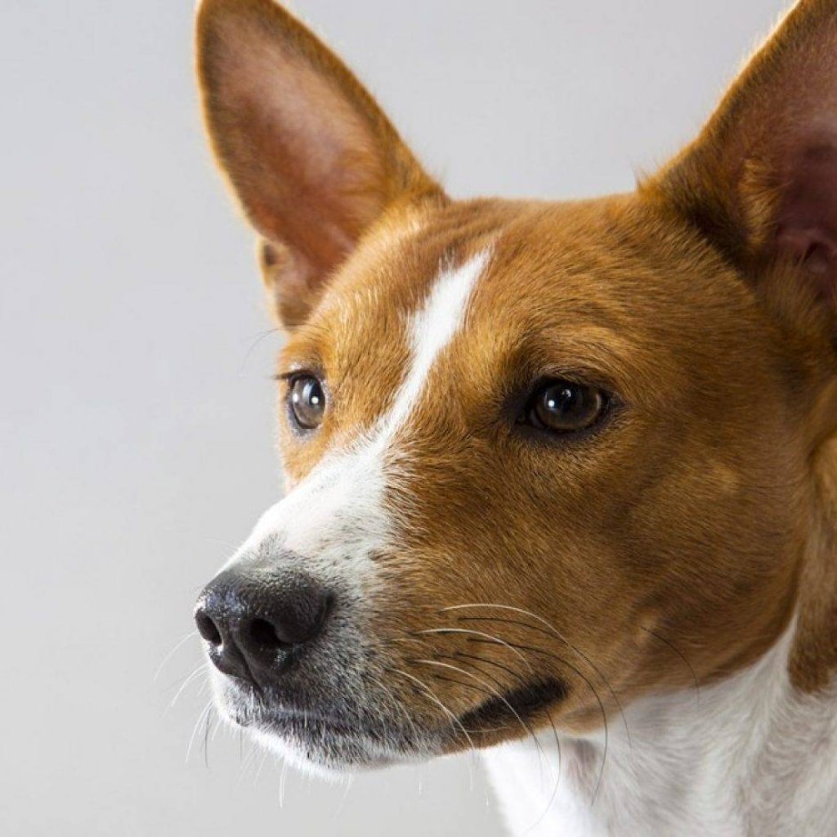 Басенджи Рассел