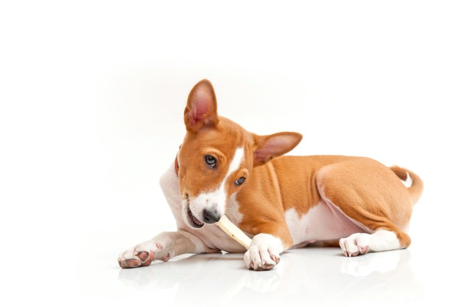 Басенджи Африканская нелающая