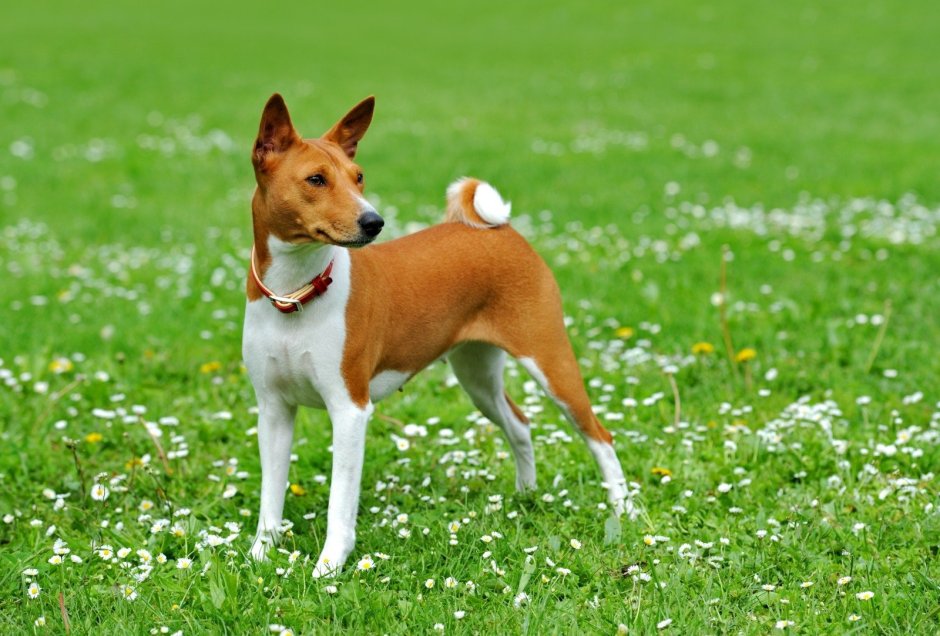 Бэсинджер порода собак