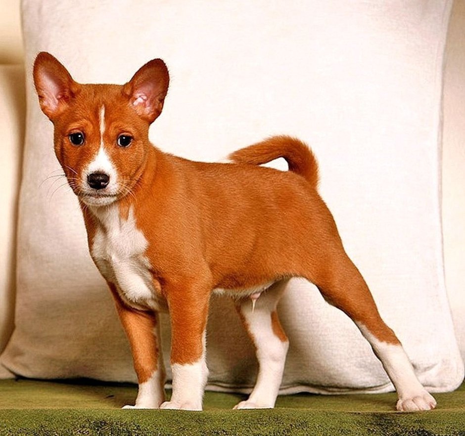 Питомник басенджи