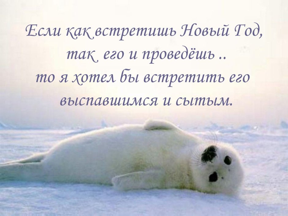 День тюлень
