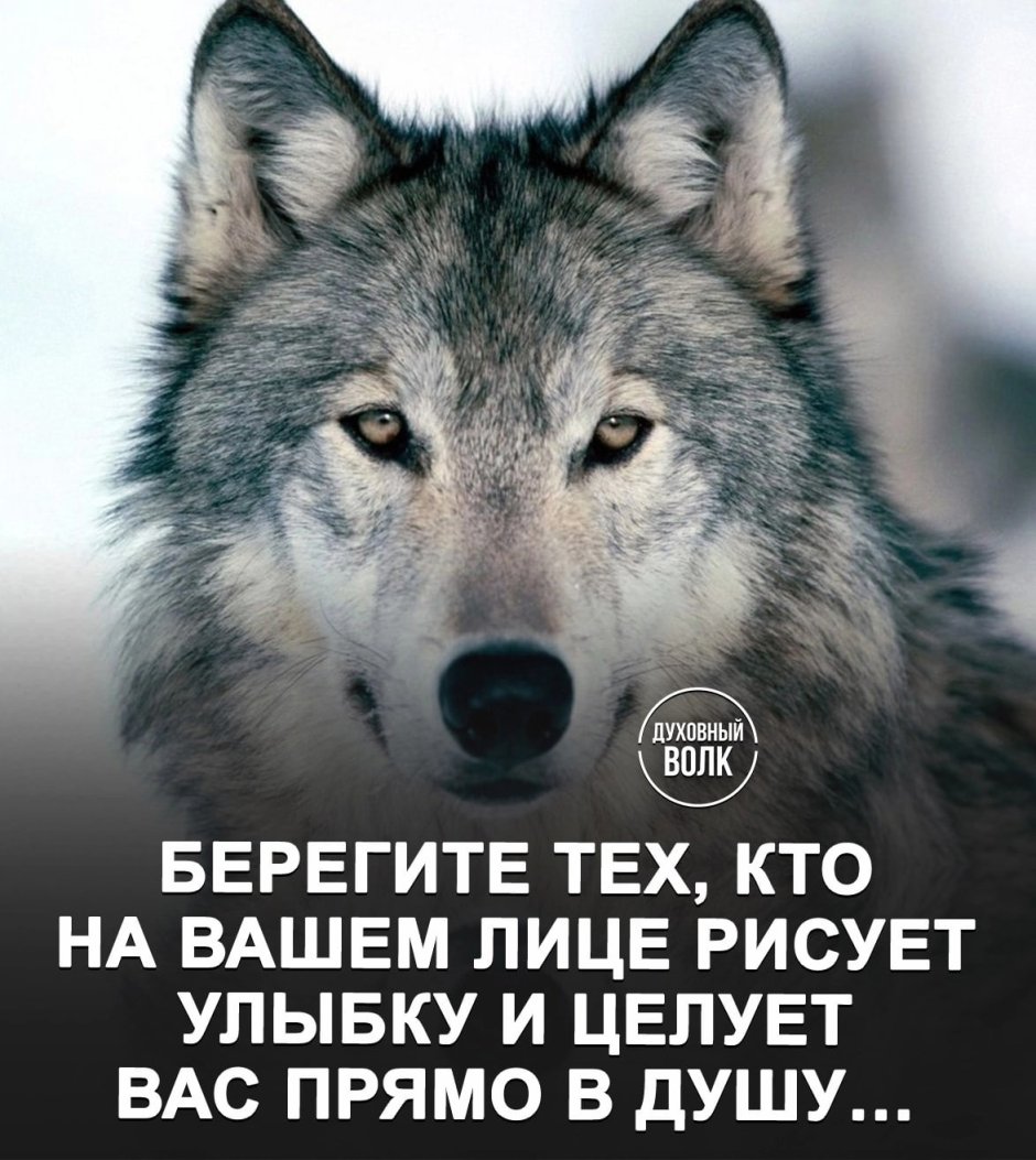 Свирепый волк