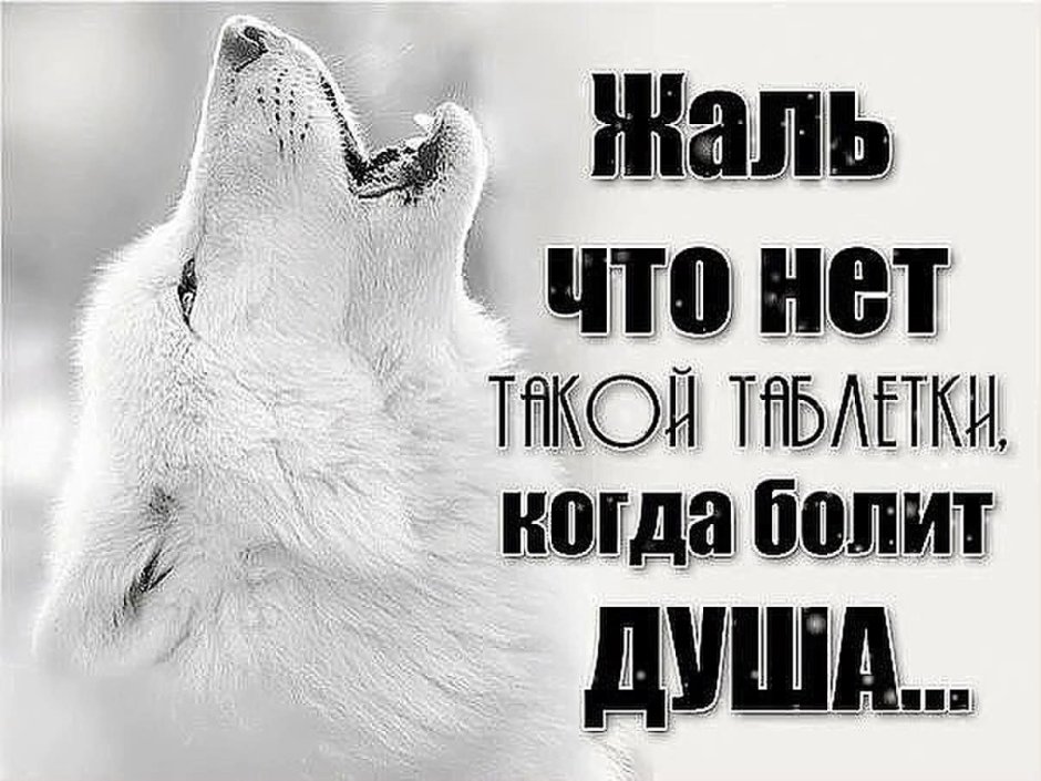 Чучело волка "волк Акела"